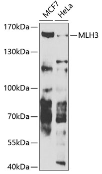 MLH3 Rabbit Polyclonal Antibody