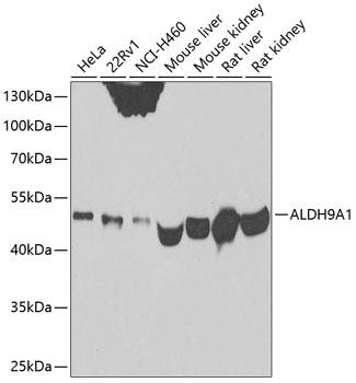 ALDH9A1 Rabbit Polyclonal Antibody