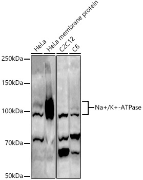 ATP1A1 Rabbit Polyclonal Antibody