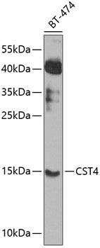 CST4 Rabbit Polyclonal Antibody