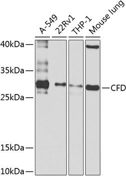 CFD Rabbit Polyclonal Antibody