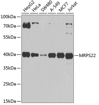 MRPS22 Rabbit Polyclonal Antibody