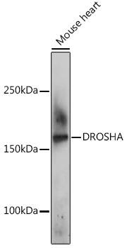 DROSHA Rabbit Polyclonal Antibody