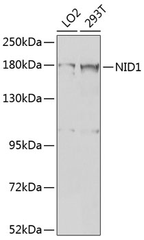 NID1 Rabbit Polyclonal Antibody