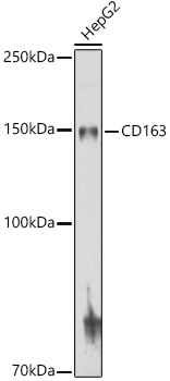 CD163 Rabbit Polyclonal Antibody