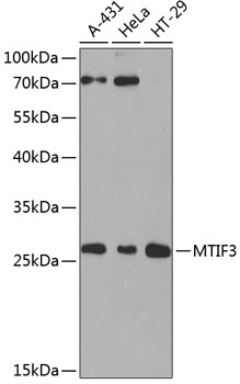 MTIF3 Rabbit Polyclonal Antibody