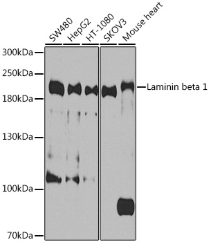 LAMB1 Rabbit Polyclonal Antibody