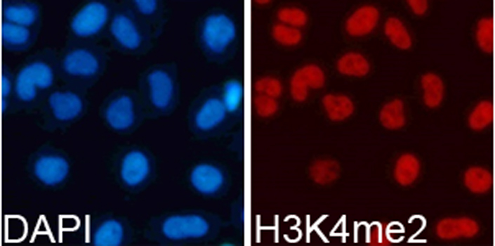 Histone H3K4me2 Polyclonal Antibody