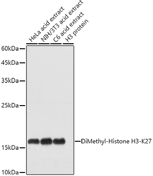 Histone H3K27me2 Polyclonal Antibody