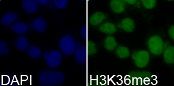 Histone H3K36me3 Polyclonal Antibody