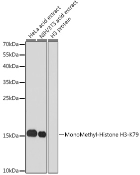 Histone H3K79me1 Polyclonal Antibody