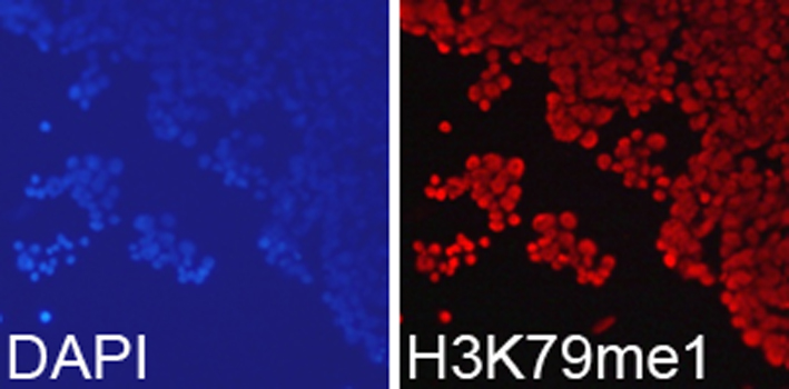 Histone H3K79me1 Polyclonal Antibody