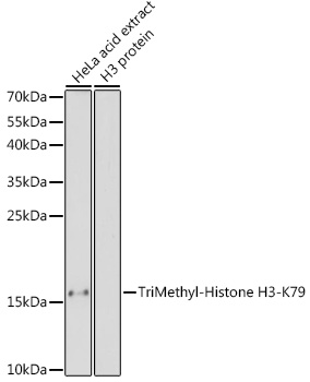 Histone H3K79me3 Polyclonal Antibody