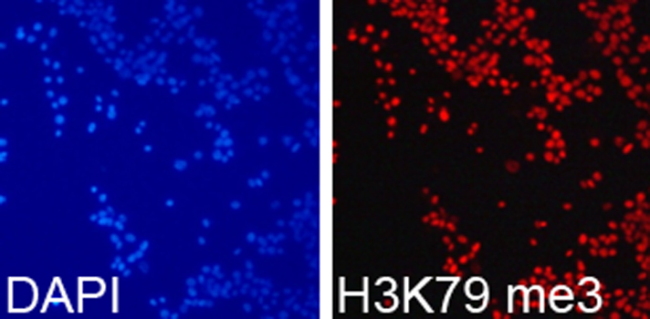 Histone H3K79me3 Polyclonal Antibody