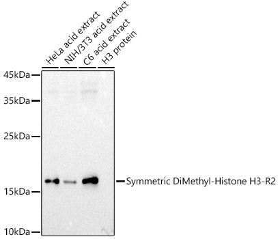 Histone H3R2me2s Polyclonal Antibody