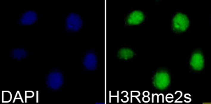 Histone H3R8me2s Polyclonal Antibody