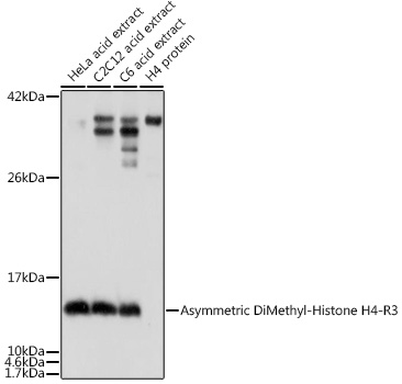 Histone H4R3me2a Polyclonal Antibody