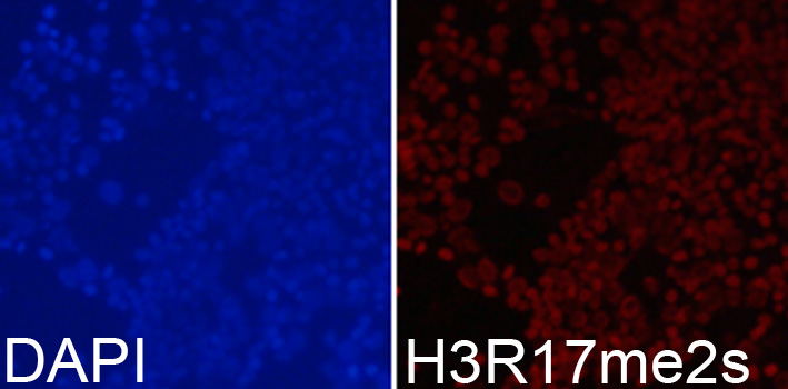 Histone H3R17me2s Polyclonal Antibody