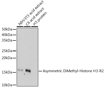 Histone H3R2me2a Polyclonal Antibody