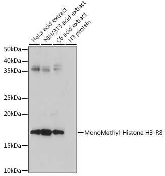 Histone H3R8me1 Polyclonal Antibody
