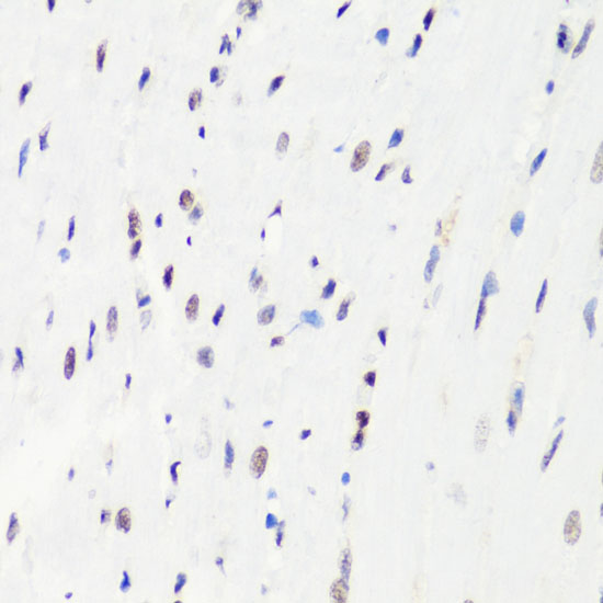 Histone H3R8me1 Polyclonal Antibody