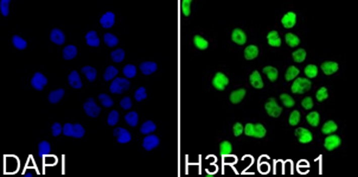 Histone H3R26me1 Polyclonal Antibody