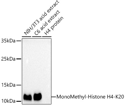 Histone H4K20me1 Polyclonal Antibody