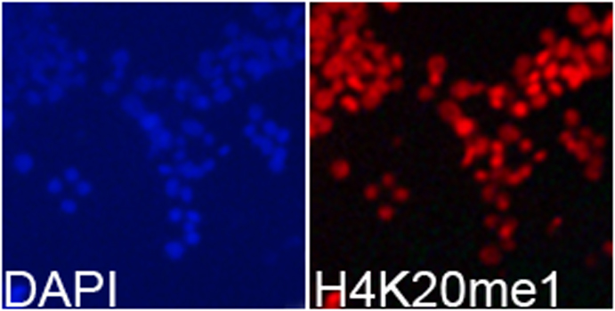 Histone H4K20me1 Polyclonal Antibody