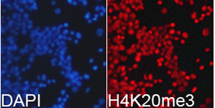 Histone H4K20me3 Polyclonal Antibody