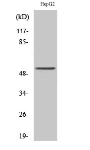 PSMD12 Polyclonal Antibody - SAB | Signalway Antibody