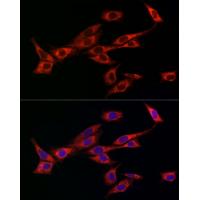 OPA1 Rabbit Polyclonal Antibody