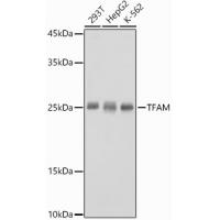TFAM Rabbit Polyclonal Antibodiy