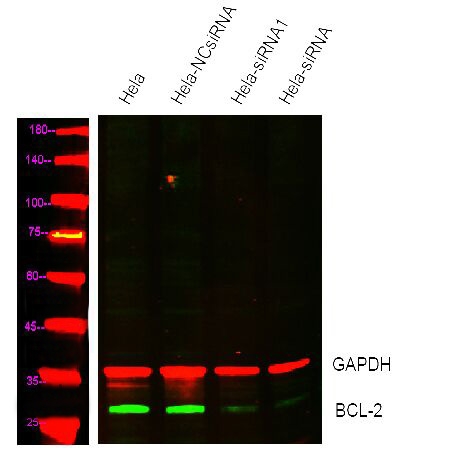 Bcl-2 Monoclonal Antibody