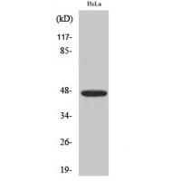IRF-4 Polyclonal Antibody