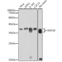 SRSF10 Rabbit pAb