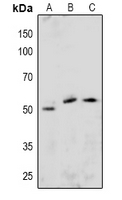 ETS1 (Phospho-Ser251) Antibody