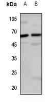 LINGO2 Antibody