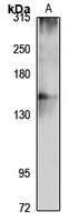 SLC12A2 Antibody