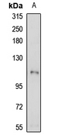 PLD1 Antibody