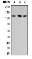 RHG30 Antibody