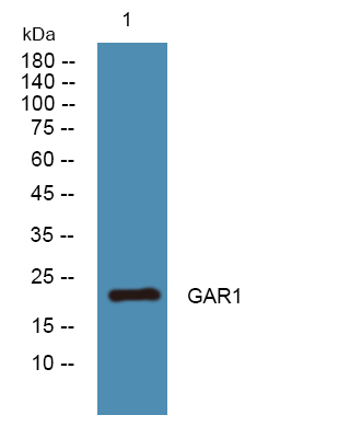 NOLA1 Antibody