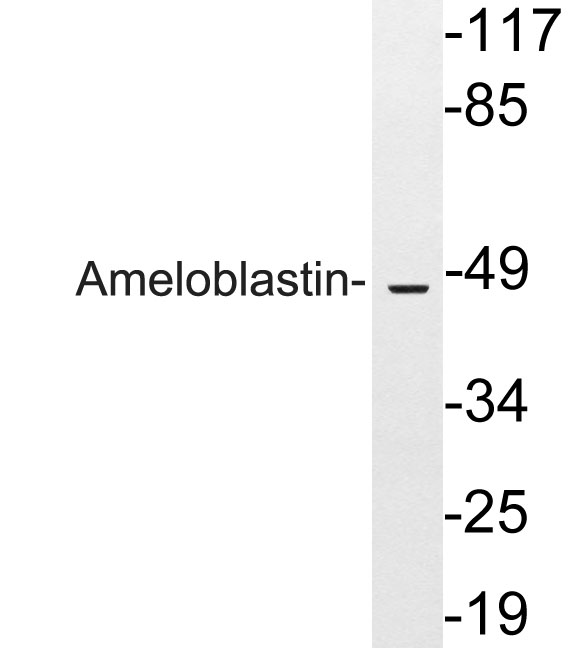 Ameloblastin Antibody