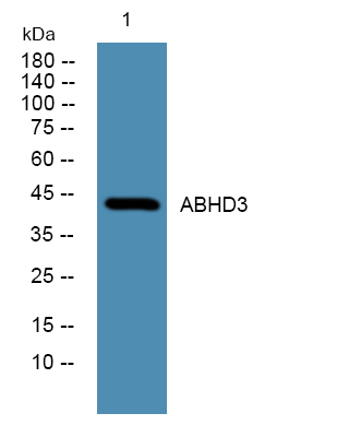 ABHD3 Antibody