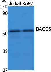 BAGE5 Antibody