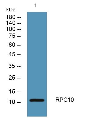 RPC10 Antibody