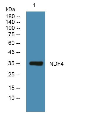 NEUROD4 Antibody