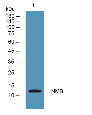 NMB Antibody