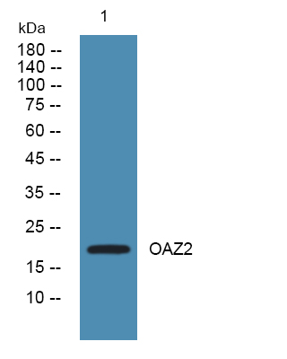 OAZ2 Antibody