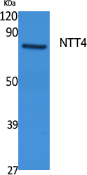 SLC6A17 Antibody