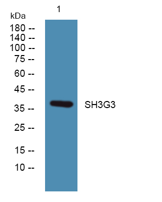SH3GL3 Antibody